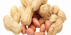 Peanut