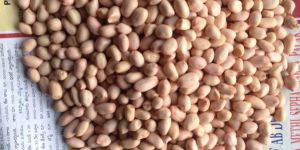 Groundnut Seeds
