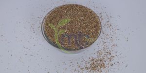 Grade 3 Daily Fresh Jeera