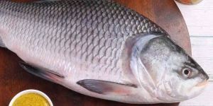 Catla Fish