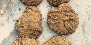 cow dung cake manure
