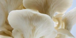 Fresh Oyster Mushroom