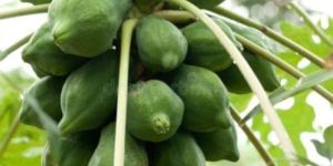 Fresh Green Papaya