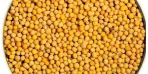 Yellow Mustard Seeds