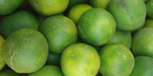a Grade Green Lemon