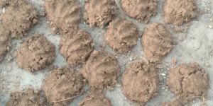 Organic Cow Dung Burakli