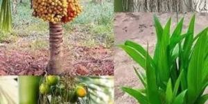 Arecanut Plant