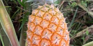 Fresh Pineapple