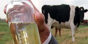 Desi Cow Urine