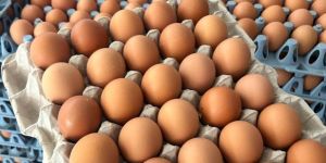 Brown Eggs