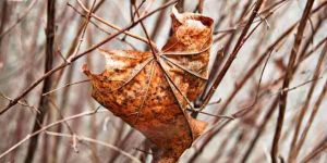 Dry Agathi Tree Leaves