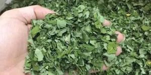 Dry Moringa Leaves