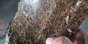 Cotton Seed Cake