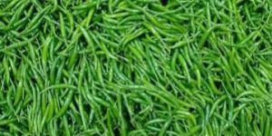 Fresh G4 Green Chilli