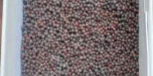 Mustard Oil Seeds