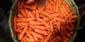 Ooty Fresh Carrot