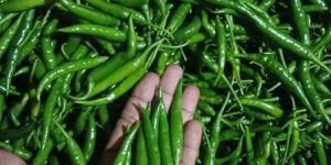 Green Chilli