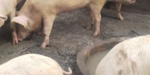 Pig Farming