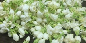 Fresh Jasmine Flowers