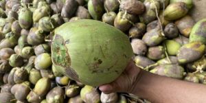 Fresh Green Coconut