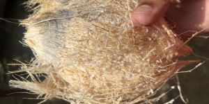 Semi Husked Coconuts