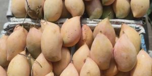 Parrot Beak Attachment