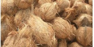 Semi Husked Coconuts
