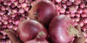 Fresh Red Onion