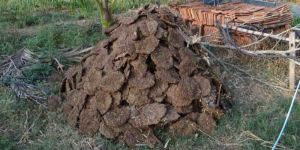 Cow Dung Manure