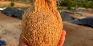 Semi Husked Coconuts