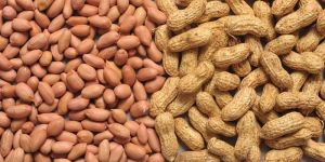 Groundnut