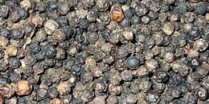 Black Pepper