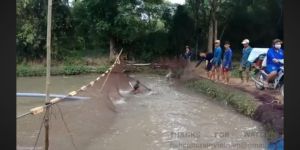 Freshwater Fishes