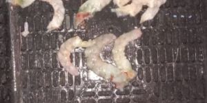 Shrimps