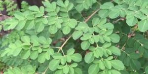 Moringa Leaves