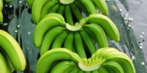 Green Bananas