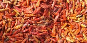 Bird Eye Chilli