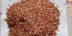 Red Rice