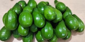 Fresh Avocado