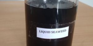 Liquid Seaweed Extract