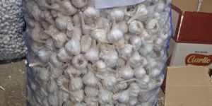 A Grade Laddu Garlic