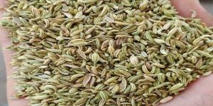 Fennel Seeds