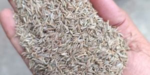 Cumine Seed