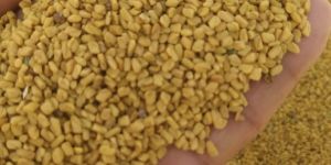 Fenugreek