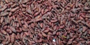 Panchuri Saunf Mouth Freshener Mukhwas