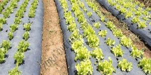 Black PP Non Woven Ground Cover Fabric