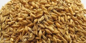Organic Barley Seeds