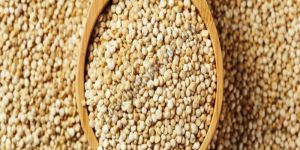Organic White Quinoa Seeds