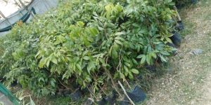 Litchi Muzaffar Plant