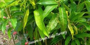 Miyazaki Mango Fruit Plant